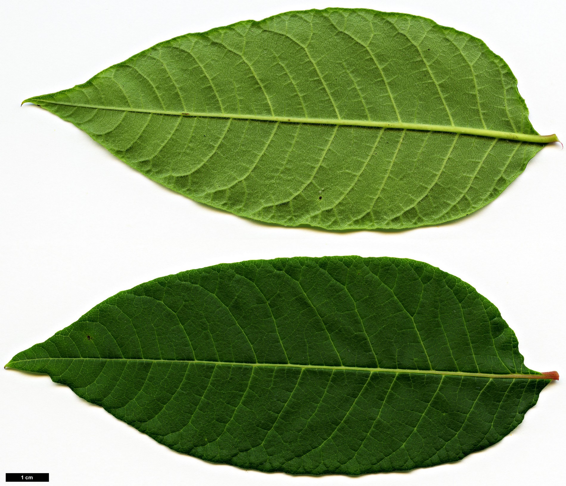 High resolution image: Family: Anacardiaceae - Genus: Rhus - Taxon: punjabensis - SpeciesSub: var. sinica